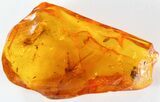 Remarkable Fossil Fly (Diptera) In Baltic Amber #39108-1